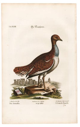 L'Outarde Femelle. Sammlung verschneider auslandischer und seltener Vogel.