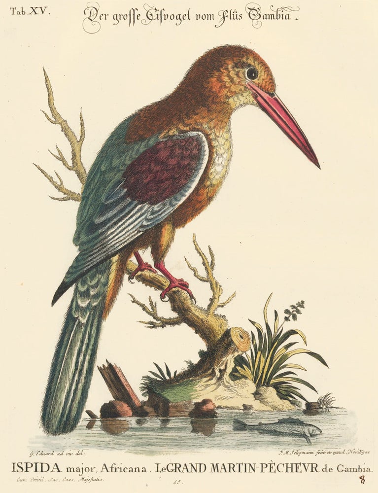Item nr. 156180 Le Grand Martin-Pecheur de Gambia. Sammlung verschneider auslandischer und seltener Vogel. Johann Michael Seligmann.