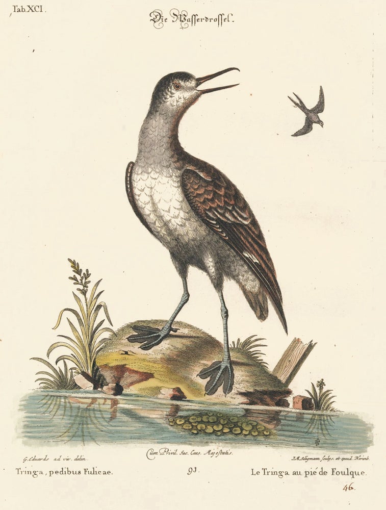Item nr. 156181 Le Tringa au pie de Foulque. Sammlung verschneider auslandischer und seltener Vogel. Johann Michael Seligmann.