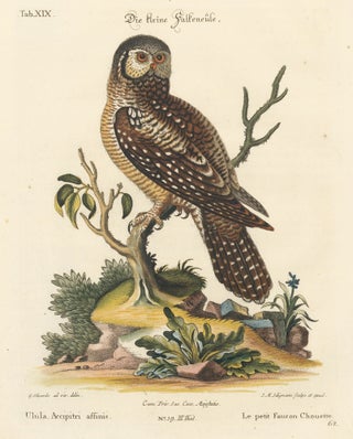 Item nr. 156182 Le petit Faucon Chouette. Sammlung verschneider auslandischer und seltener Vogel....