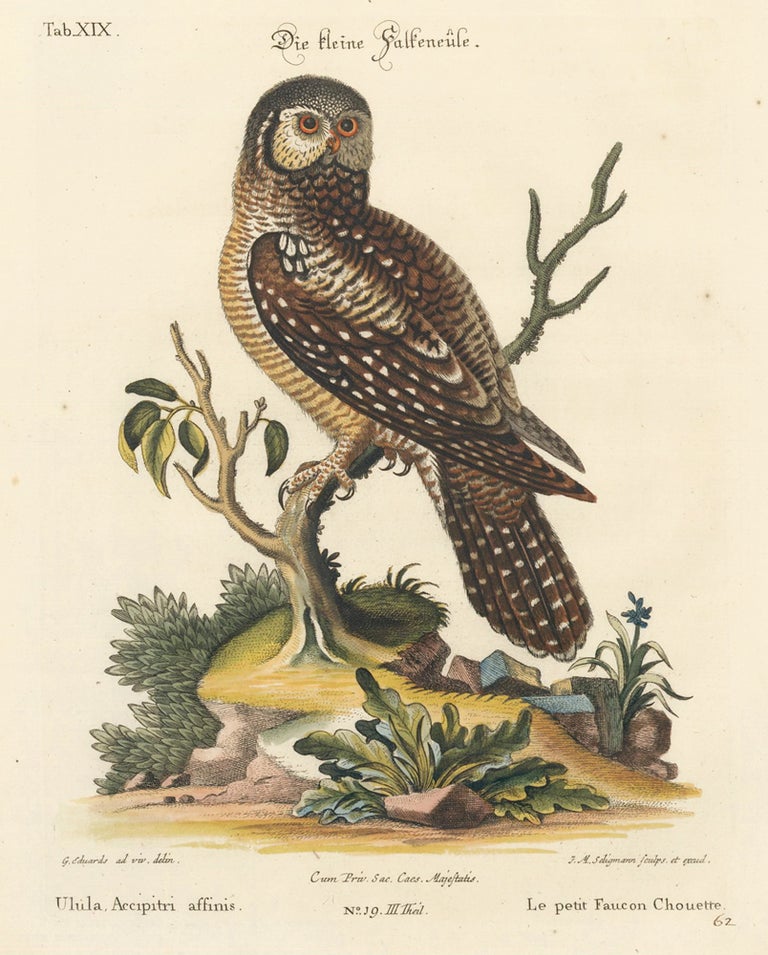 Item nr. 156182 Le petit Faucon Chouette. Sammlung verschneider auslandischer und seltener Vogel. Johann Michael Seligmann.