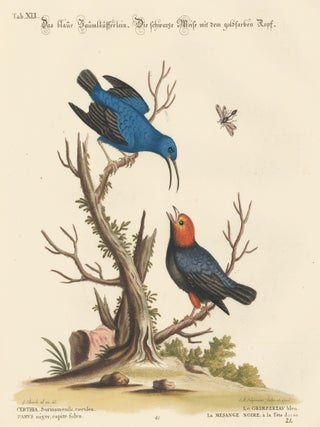 Item nr. 156183 Le Grimpereau and Le Mesange Noire. Sammlung verschneider auslandischer und...
