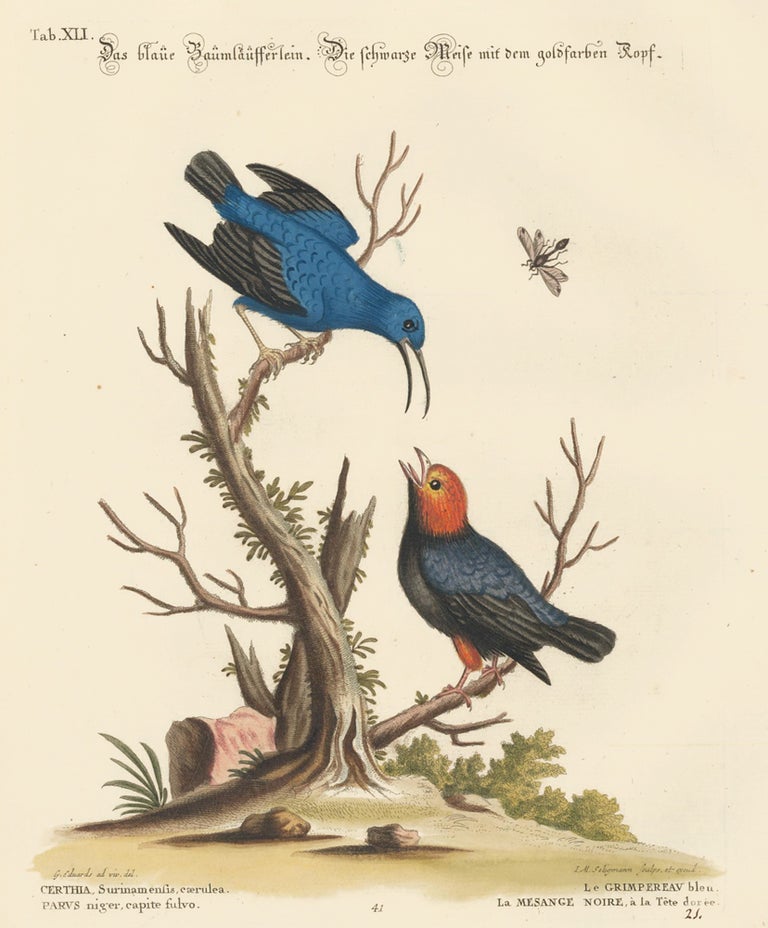 Item nr. 156183 Le Grimpereau and Le Mesange Noire. Sammlung verschneider auslandischer und seltener Vogel. Johann Michael Seligmann.