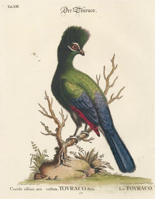Item nr. 156186 Le Touraco. Sammlung verschneider auslandischer und seltener Vogel. Johann...