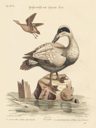 Item nr. 156189 Le grand Canard noir et blanc, avec la femelle. Sammlung verschneider...