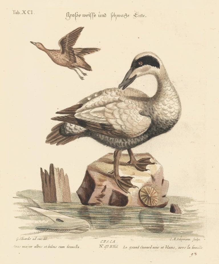 Item nr. 156189 Le grand Canard noir et blanc, avec la femelle. Sammlung verschneider auslandischer und seltener Vogel. Johann Michael Seligmann.