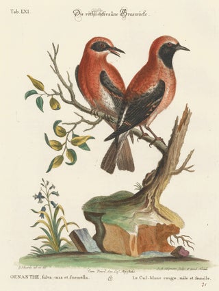 Item nr. 156195 Le Cul-blanc rouge, male et femelle. Sammlung verschneider auslandischer und...