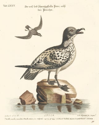 Item nr. 156196 Le Pierrot tachete. Sammlung verschneider auslandischer und seltener Vogel....