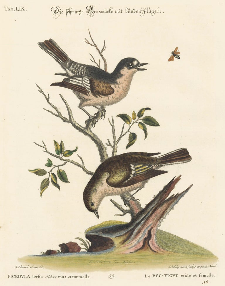 Item nr. 156197 Le Bec-Figue, male et femelle. Sammlung verschneider auslandischer und seltener Vogel. Johann Michael Seligmann.