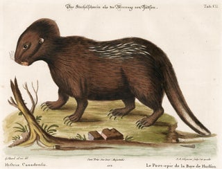 Item nr. 156201 Le Porc-epic de la Baye de Hudson. Sammlung verschneider auslandischer und...