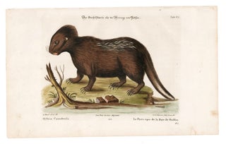 Le Porc-epic de la Baye de Hudson. Sammlung verschneider auslandischer und seltener Vogel.
