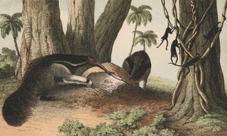 Giant Anteaters. The Instructive Picture Book.
