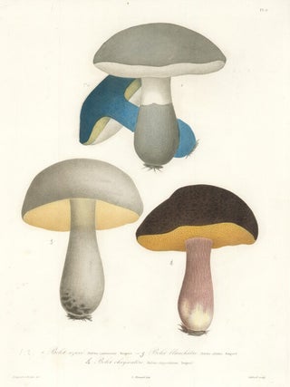 Item nr. 156214 Bolet Azure, Bolet blanchatre and Bolet chrysentire. Histoire des Champignons...