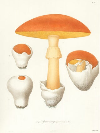 Item nr. 156215 Agaric oronge. Histoire des Champignons Comestibles et Veneneux. Joseph Rocques