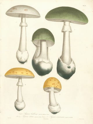 Item nr. 156216 Agaric bulbeux, Agaric citrin and Agaric veneneux. Histoire des Champignons...