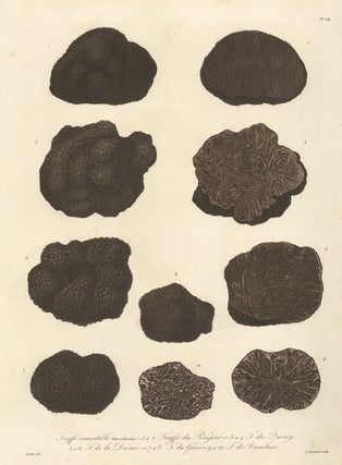 Item nr. 156219 Truffe comestille. Histoire des Champignons Comestibles et Veneneux. Joseph Rocques