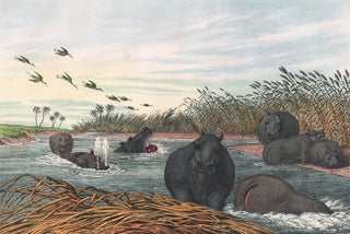 Item nr. 156250 Hippopotamus. The Instructive Picture Book. Adam White, M H. H. J