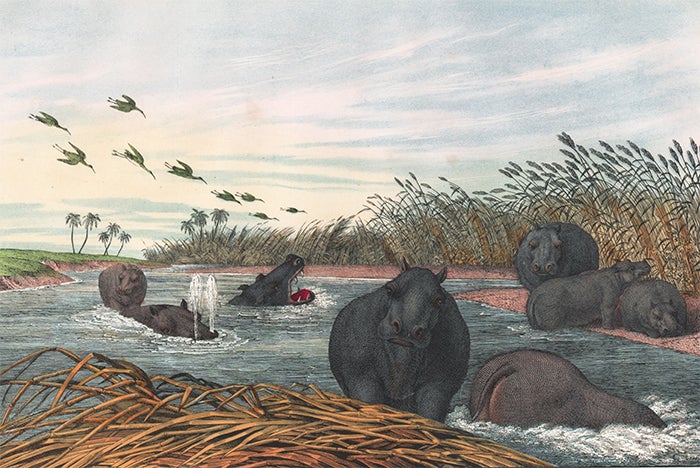 Item nr. 156250 Hippopotamus. The Instructive Picture Book. Adam White, M H. H. J.
