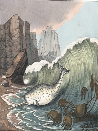 Item nr. 156251 Narwhal. The Instructive Picture Book. Adam White, M H. H J