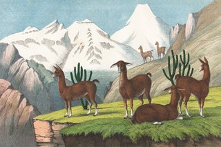 Item nr. 156252 Llama. The Instructive Picture Book. Adam White, M H. H. J