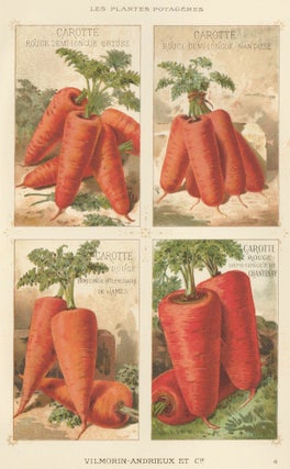 Item nr. 156544 Carotte (carrot). Les Plantes Potageres. Vilmorin-Andrieux et cie