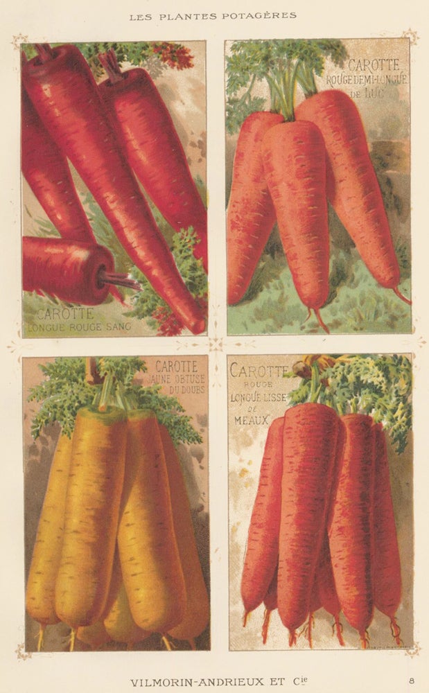 Item nr. 156546 Carotte (carrot). Les Plantes Potageres. Vilmorin-Andrieux et cie.