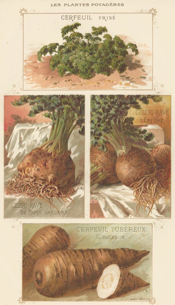 Item nr. 156548 Cerfeuil (chervil) and Celeri-Rave (celeriac). Les Plantes Potageres. Vilmorin-Andrieux et cie.