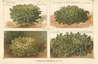 Item nr. 156551 Chicoree (chicory). Les Plantes Potageres. Vilmorin-Andrieux et cie