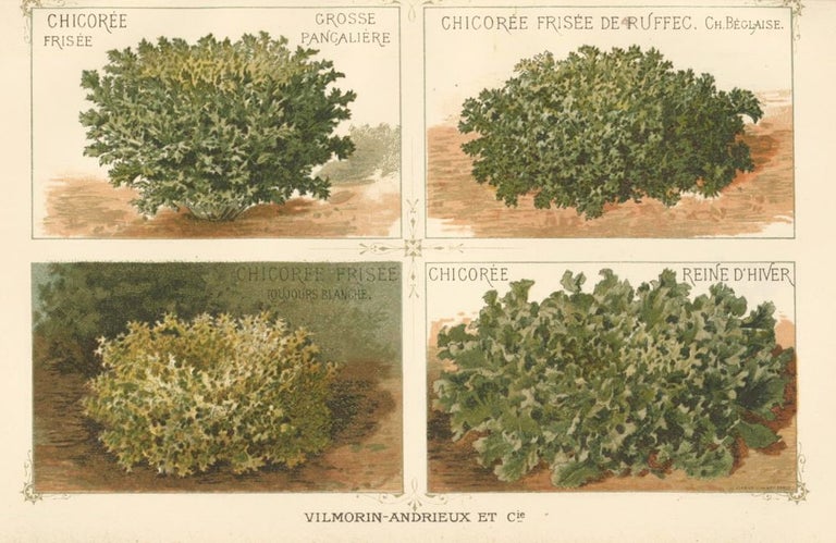 Item nr. 156551 Chicoree (chicory). Les Plantes Potageres. Vilmorin-Andrieux et cie.