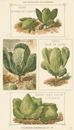 Item nr. 156553 Chou (cabbage). Les Plantes Potageres. Vilmorin-Andrieux et cie