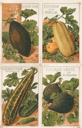 Item nr. 156558 Courge (squash). Les Plantes Potageres. Vilmorin-Andrieux et cie