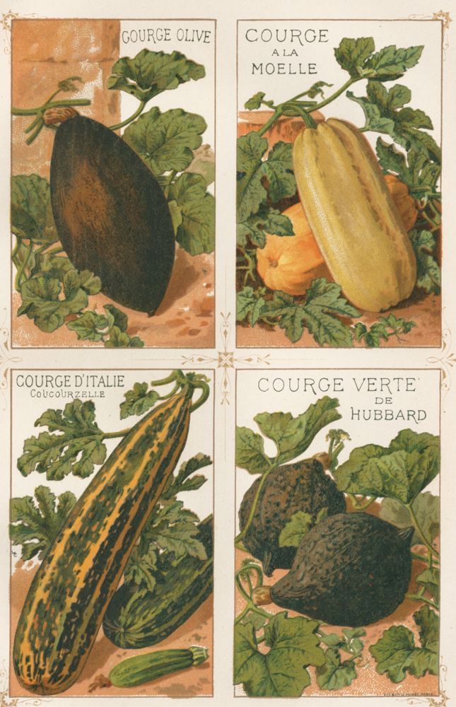 Item nr. 156558 Courge (squash). Les Plantes Potageres. Vilmorin-Andrieux et cie.