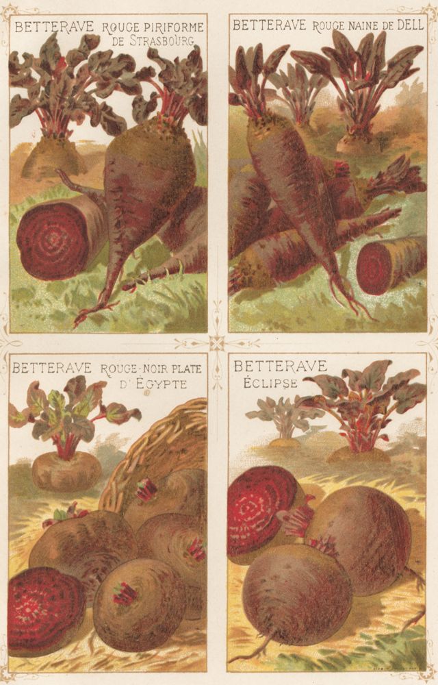 Item nr. 156562 Betterave (beet). Les Plantes Potageres. Vilmorin-Andrieux et cie.