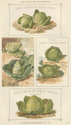Item nr. 156563 Chou (cabbage). Les Plantes Potageres. Vilmorin-Andrieux et cie