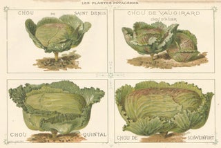 Item nr. 156564 Chou (cabbage). Les Plantes Potageres. Vilmorin-Andrieux et cie