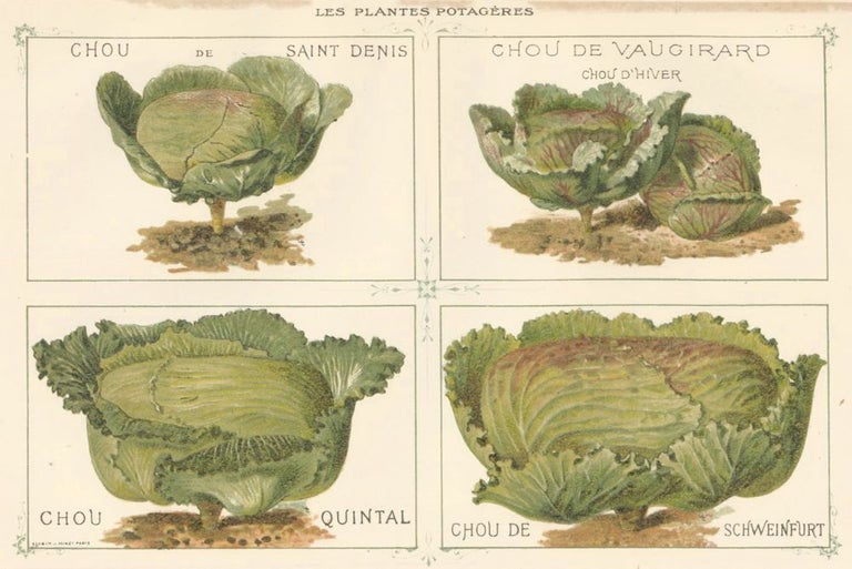 Item nr. 156564 Chou (cabbage). Les Plantes Potageres. Vilmorin-Andrieux et cie.