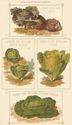 Item nr. 156565 Chou (cabbage). Les Plantes Potageres. Vilmorin-Andrieux et cie