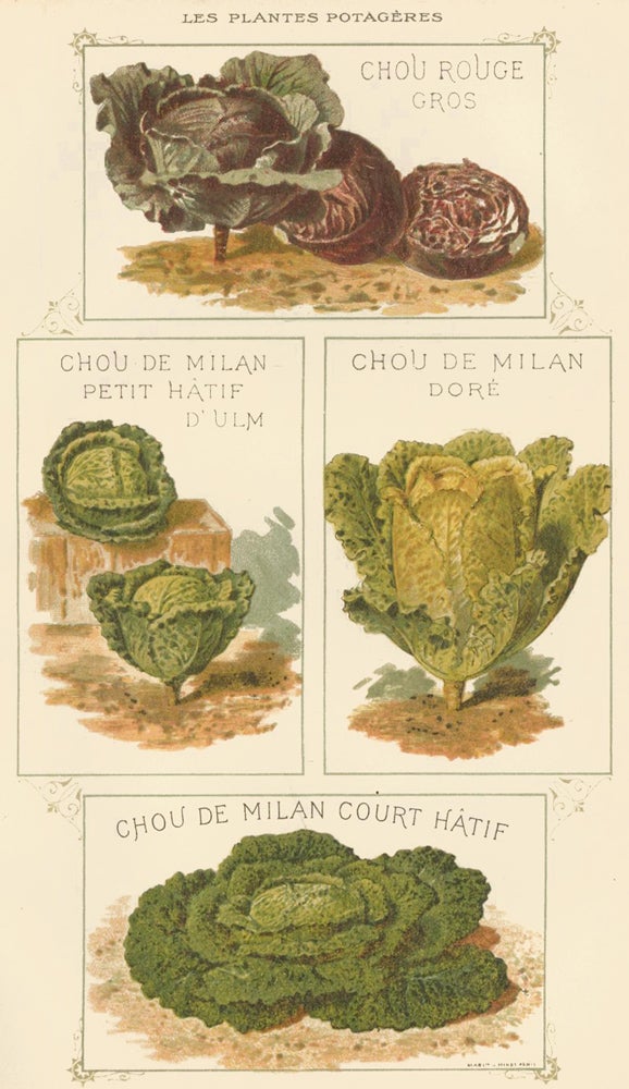 Item nr. 156565 Chou (cabbage). Les Plantes Potageres. Vilmorin-Andrieux et cie.