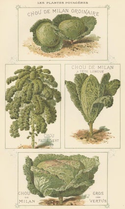 Item nr. 156566 Chou (cabbage). Les Plantes Potageres. Vilmorin-Andrieux et cie
