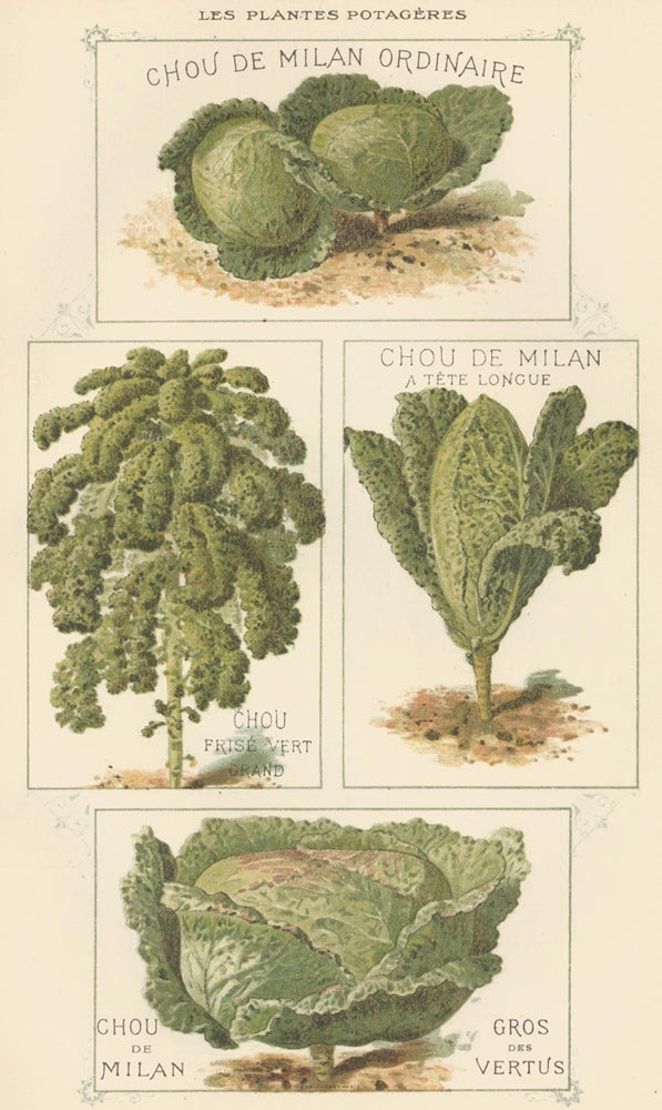 Item nr. 156566 Chou (cabbage). Les Plantes Potageres. Vilmorin-Andrieux et cie.