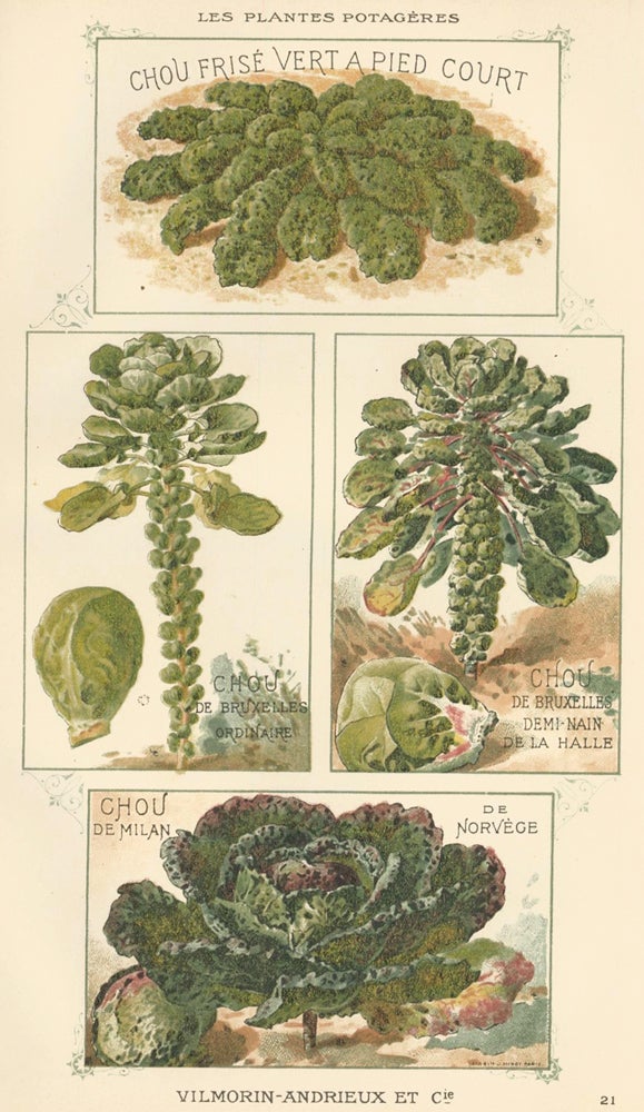 Item nr. 156567 Chou (cabbage). Les Plantes Potageres. Vilmorin-Andrieux et cie.