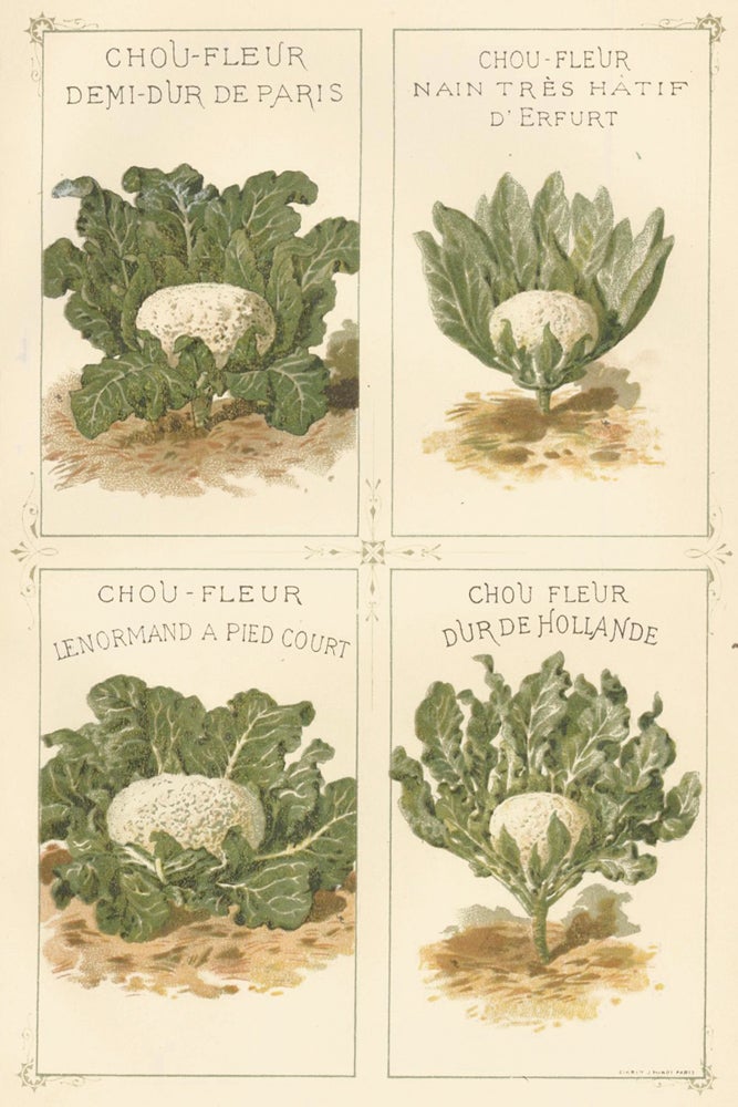 Item nr. 156568 Chou (cabbage). Les Plantes Potageres. Vilmorin-Andrieux et cie.