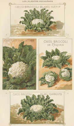 Item nr. 156569 Chou-Brocoli (cauliflower). Les Plantes Potageres. Vilmorin-Andrieux et cie
