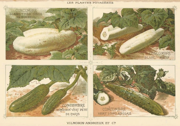 Item nr. 156570 Concombre (cucumber). Les Plantes Potageres. Vilmorin-Andrieux et cie.