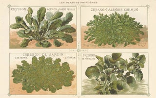 Item nr. 156571 Cresson (cress). Les Plantes Potageres. Vilmorin-Andrieux et cie