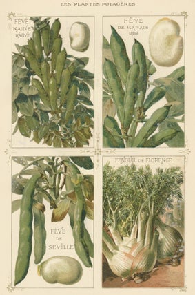 Item nr. 156633 Feve (bean). Les Plantes Potageres. Vilmorin-Andrieux et cie
