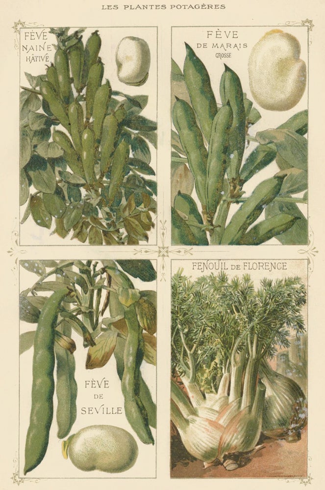 Item nr. 156633 Feve (bean). Les Plantes Potageres. Vilmorin-Andrieux et cie.