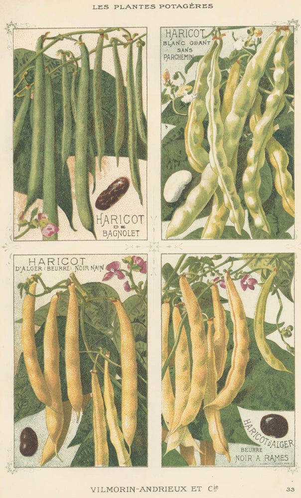 Item nr. 156634 Haricot (bean). Les Plantes Potageres. Vilmorin-Andrieux et cie.