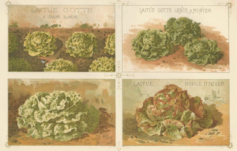 Item nr. 156636 Laitue (lettuce). Les Plantes Potageres. Vilmorin-Andrieux et cie.