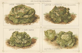 Item nr. 156638 Laitue (lettuce). Les Plantes Potageres. Vilmorin-Andrieux et cie